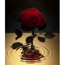 MEDITATIVE ROSE 冥想的玫瑰